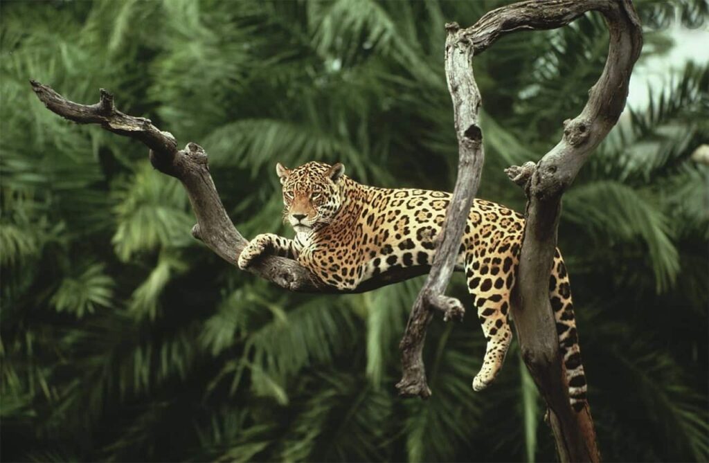 conheca 20 animais da amazonia e suas curiosidades 19